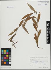 Foto von Salix alba L.